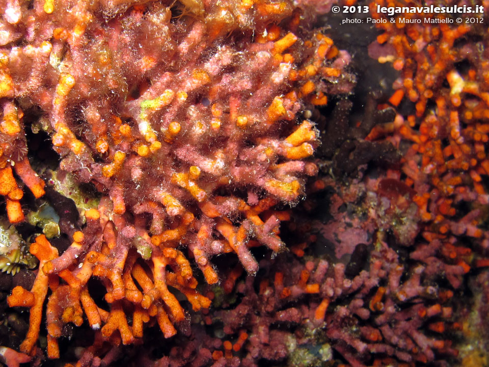 Porto Pino foto subacquee - 2012 - Falso corallo (Myriapora truncata)