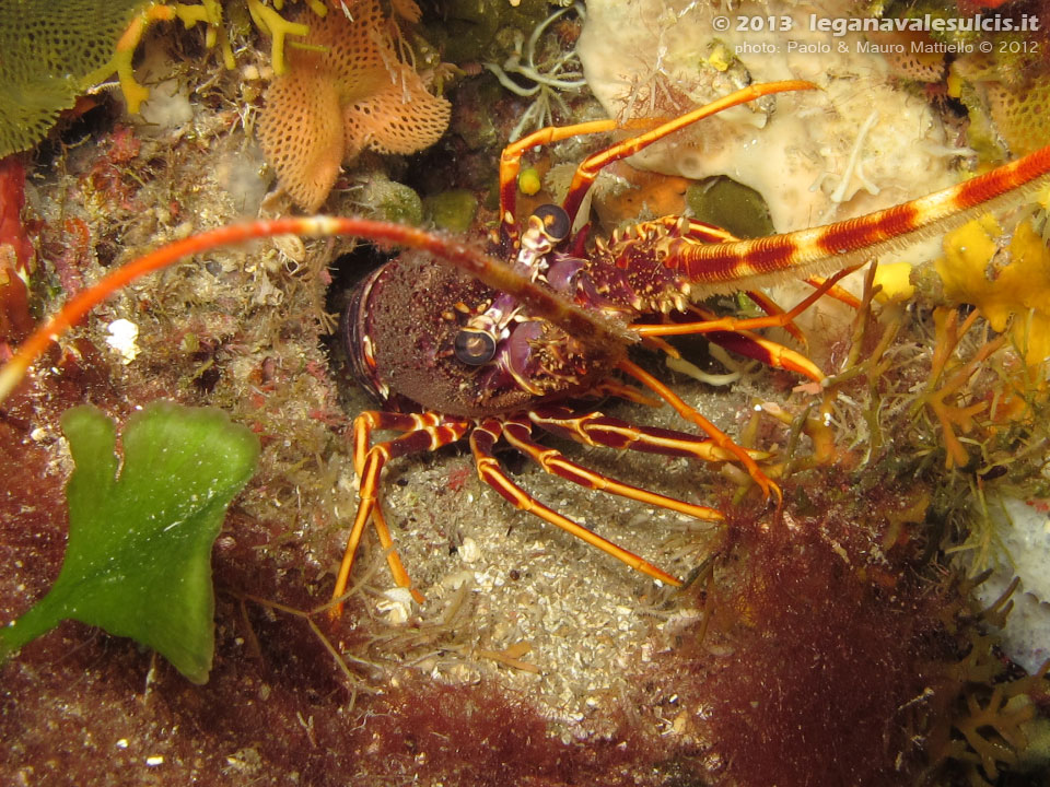 Porto Pino foto subacquee - 2012 - Aragosta (Palinurus vulgaris)