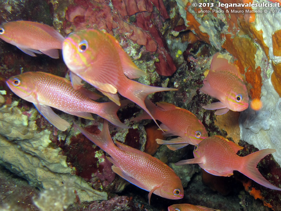 Porto Pino foto subacquee - 2012 - Castagnole rosse (Anthias anthias)