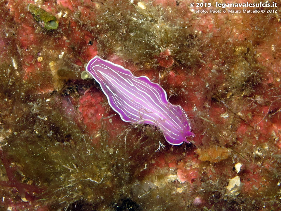 Porto Pino foto subacquee - 2012 - Verme platelminta rosa (Prostheceraeus giebrecthii)