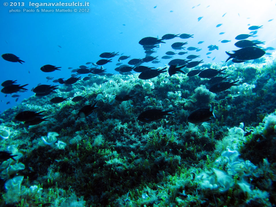 Porto Pino foto subacquee - 2012 - Castagnole (Chromis Chromis)