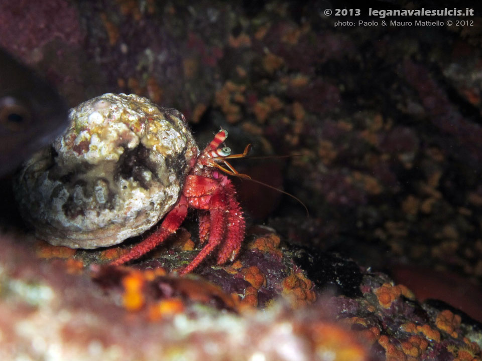 Porto Pino foto subacquee - 2012 - Paguro Bernardo l'eremita (Dardanus calidus)