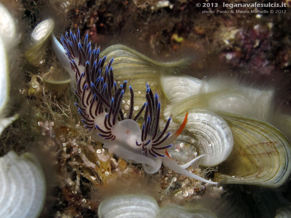 Porto Pino foto subacquee - 2012 - Nudibranco Cratena peregrina