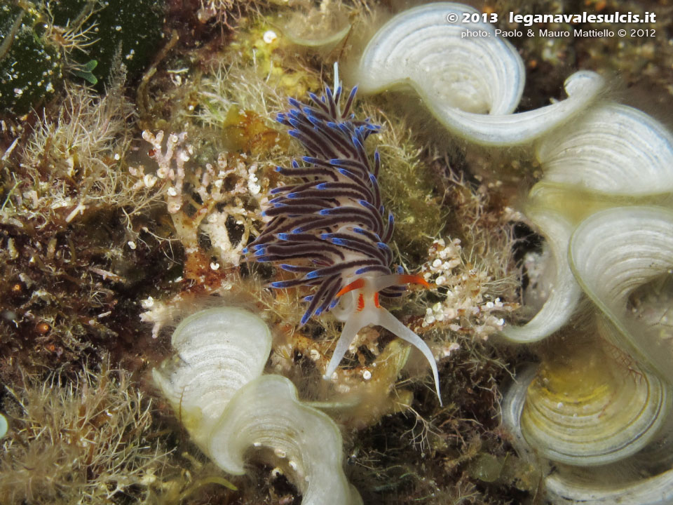 Porto Pino foto subacquee - 2012 - Nudibranco Cratena peregrina 