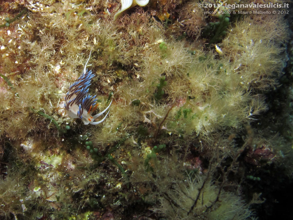 Porto Pino foto subacquee - 2012 - Nudibranco Cratena peregrina 