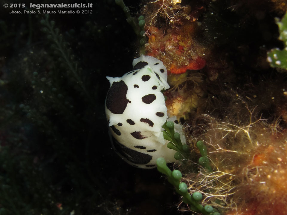 Porto Pino foto subacquee - 2012 - Nudibranco Vacchetta di mare (Discodoris atromaculata) 