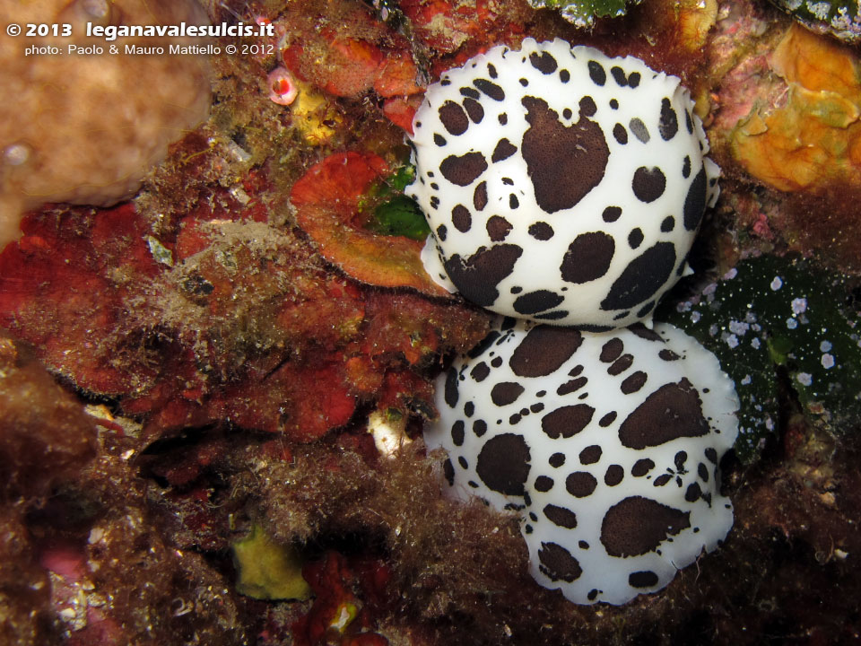 Porto Pino foto subacquee - 2012 - Due nudibranchi Vacchetta di mare (Discodoris atromaculata) 