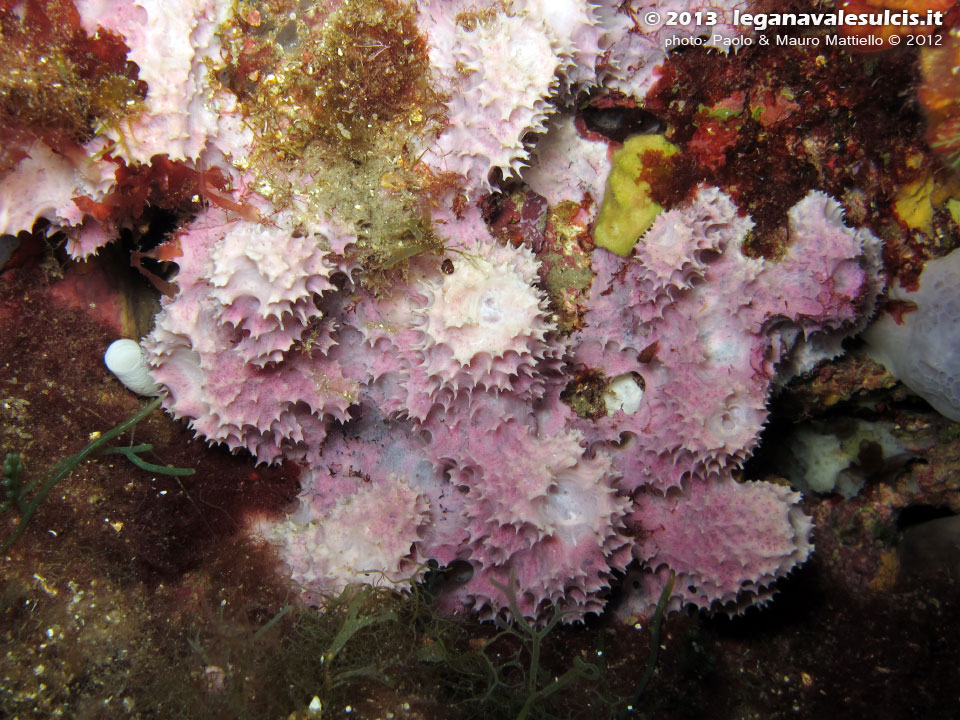 Porto Pino foto subacquee - 2012 - Spugna Disidea (Dysidea avara) 