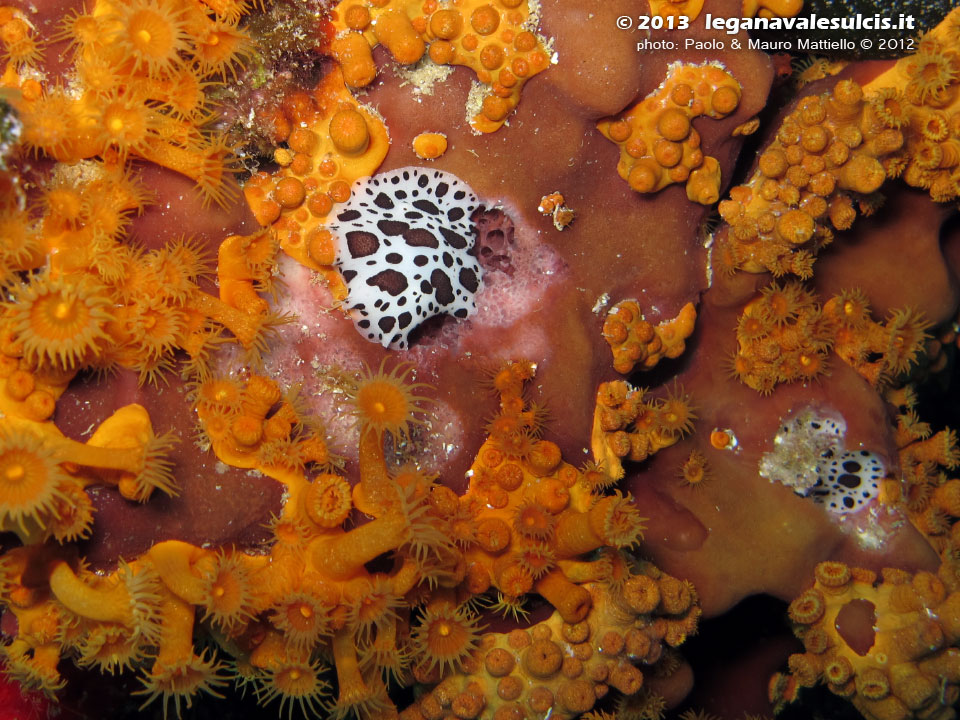 Porto Pino foto subacquee - 2012 - Due nudibranchi Vacchetta di mare (Discodoris atromaculata) 