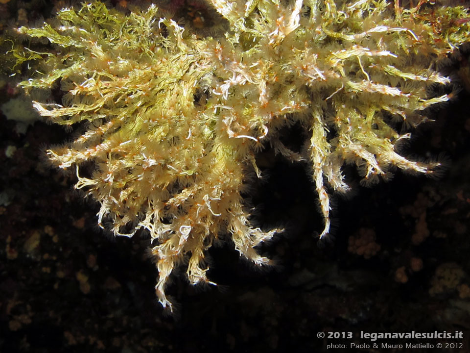 Porto Pino foto subacquee - 2012 - Serpulide o Salmacina (Salmacina dysteri) o Filograna implexa [?]