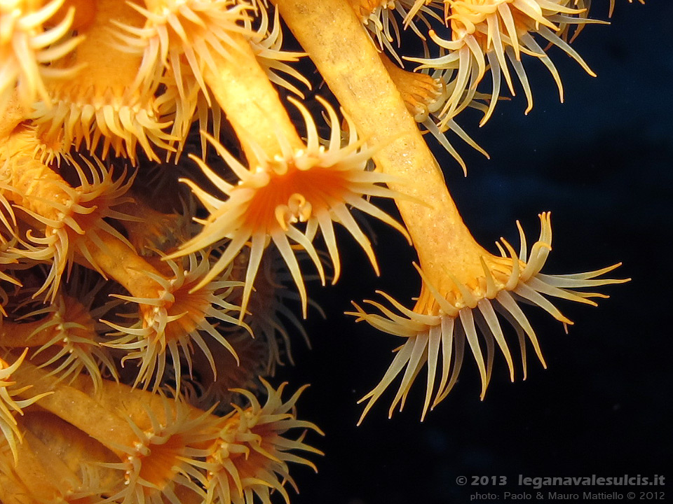 Porto Pino foto subacquee - 2012 - Margherite di mare (Parazoanthus axinellae) presso la Secca di Cala Piombo 
