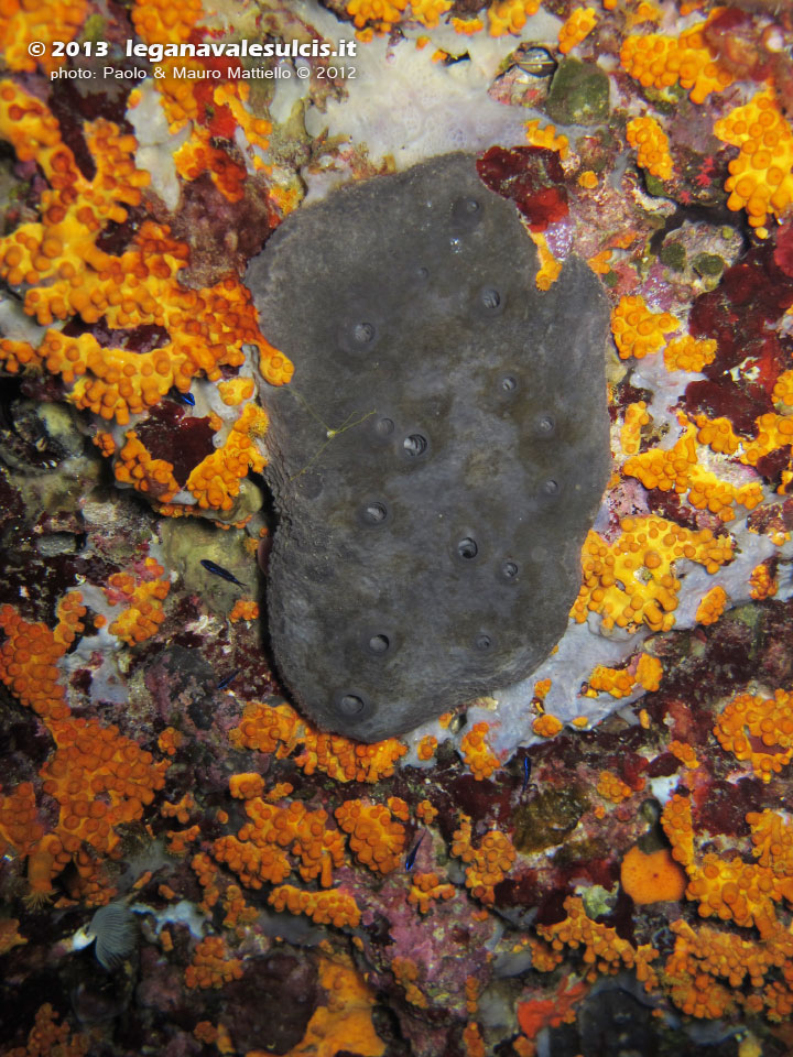 Porto Pino foto subacquee - 2012 - spugna cacospongia (cacospongia scalaris)