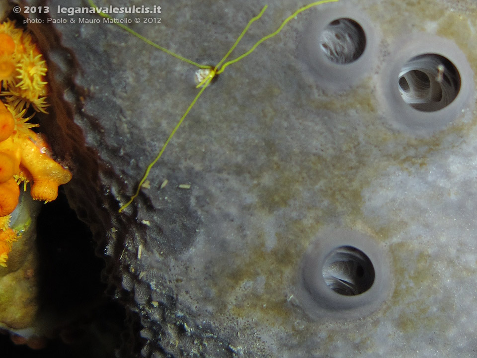 Porto Pino foto subacquee - 2012 - Ingrandimento di una spugna cacospongia (cacospongia scalaris)