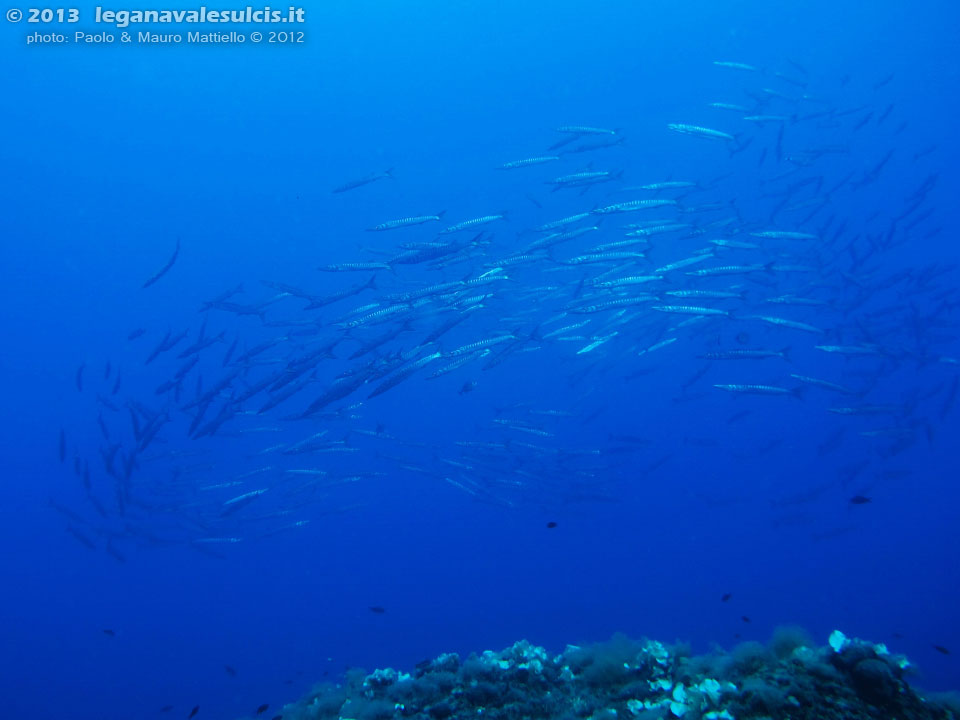 Porto Pino foto subacquee - 2012 - Barracuda del Mediterraneo (Sphyraena viridensis)