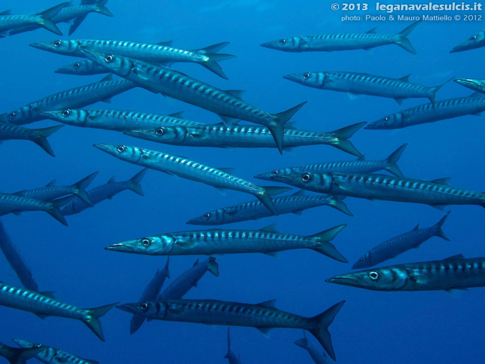 Porto Pino foto subacquee - 2012 - Barracuda del Mediterraneo (Sphyraena viridensis)