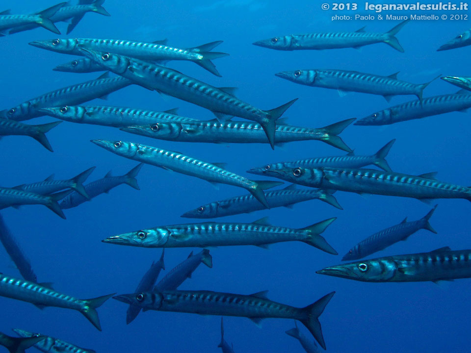 Porto Pino foto subacquee - 2012 - Barracuda del Mediterraneo (Sphyraena viridensis)