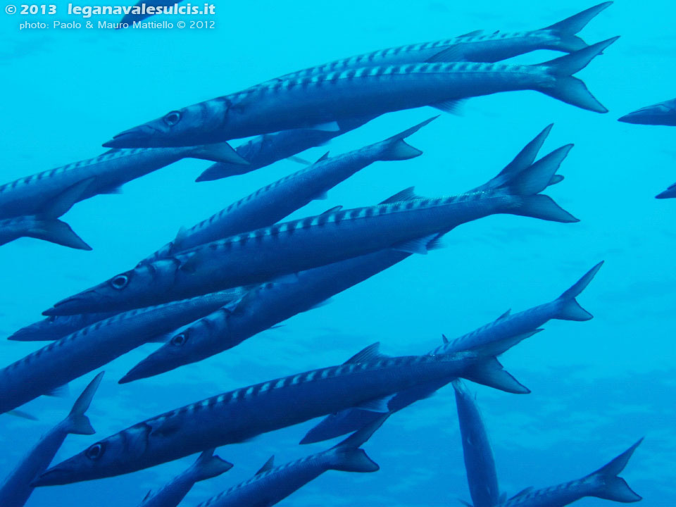 Porto Pino foto subacquee - 2012 - Barracuda del Mediterraneo (Sphyraena viridensis), secca di C.Piombo