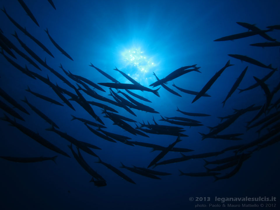 Porto Pino foto subacquee - 2012 - Barracuda del Mediterraneo (Sphyraena viridensis)