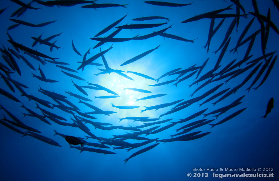 Porto Pino foto subacquee - 2012 - Barracuda del Mediterraneo (Sphyraena viridensis)