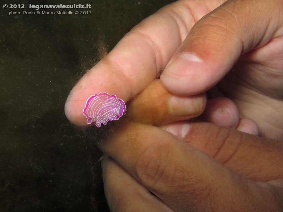 Porto Pino foto subacquee - 2012 - Verme platelminta rosa (Prostheceraeus giebrecthii) confrontato ad un dito
