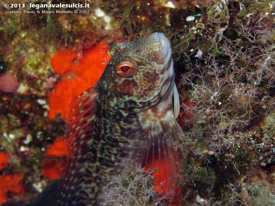 Porto Pino foto subacquee - 2012 - Il muso simpatico e inconfondibile della bavosa ruggine (Parablennius gattorugine)
