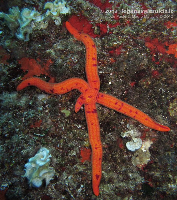 Porto Pino foto subacquee - 2012 - Stella arancio (Hacelia attenuata) con un braccio in ricrescita
