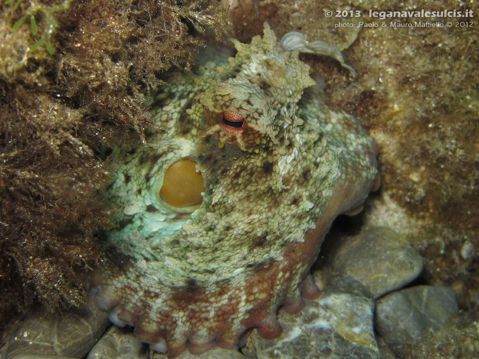 Porto Pino foto subacquee - 2012 - Polpo (Octopus vulgaris) pronto a chiudere la sua tana con sassolini
