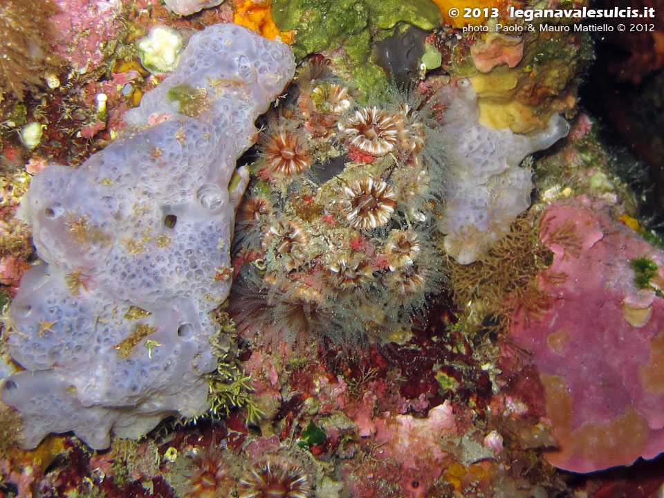 Porto Pino foto subacquee - 2012 - Colonia di madrepore (Caryophyllia sp.) e spugna azzurra (Phorbas tenacior)