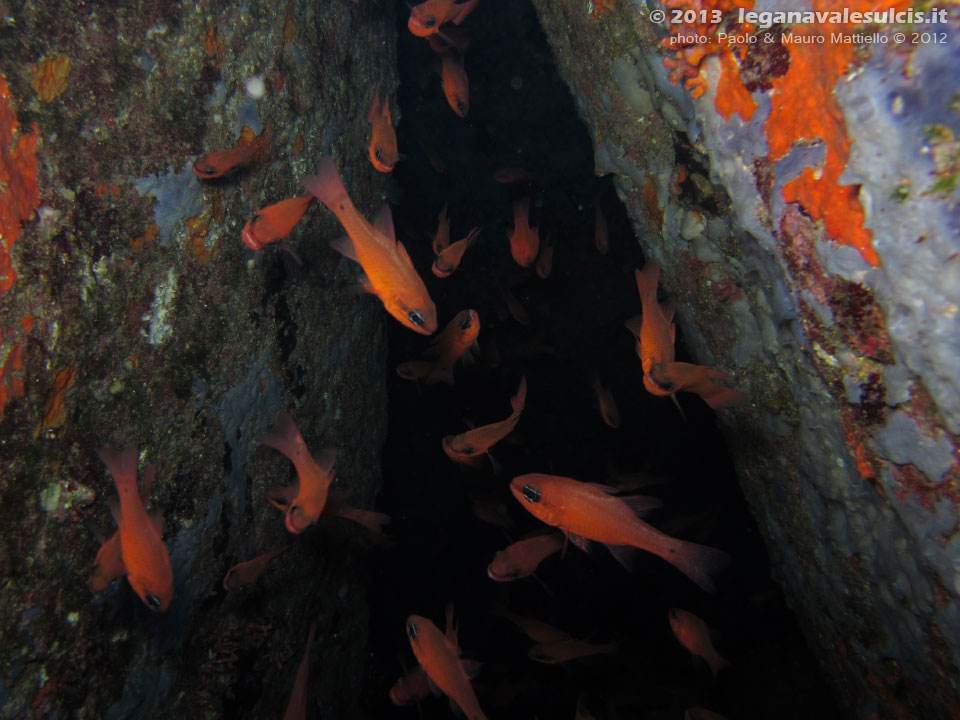 Porto Pino foto subacquee - 2012 - Re di Triglie (Apogon imberbis), piccoli pesci che amano l'oscurità