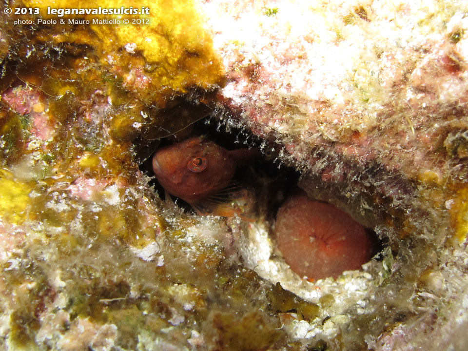 Porto Pino foto subacquee - 2012 - Piccola bavosa (Parablennius sp.)