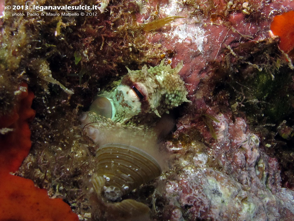 Porto Pino foto subacquee - 2012 - Polpo (Octopus vulgaris) di dimensioni realmente microscopiche
