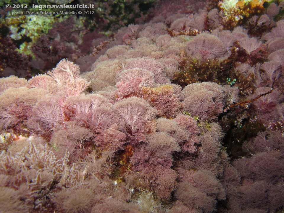 Porto Pino foto subacquee - 2012 - Alga a scopetta (Stypocaulon scoparium?), assai diffusa