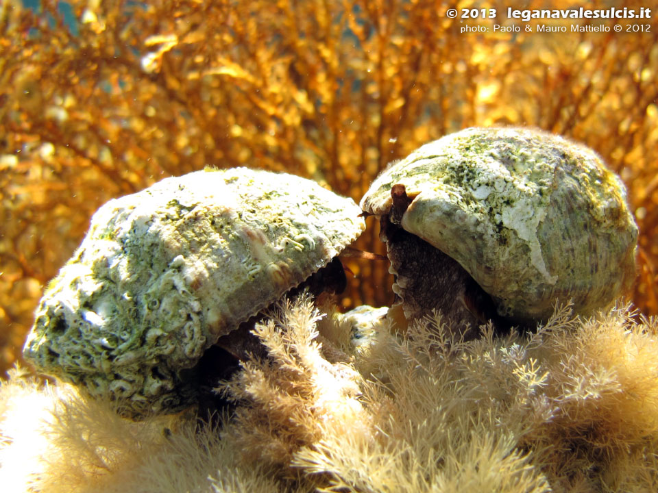 Porto Pino foto subacquee - 2012 - Due murici di tipo Stramonita haemastoma (noti come bocconi)
