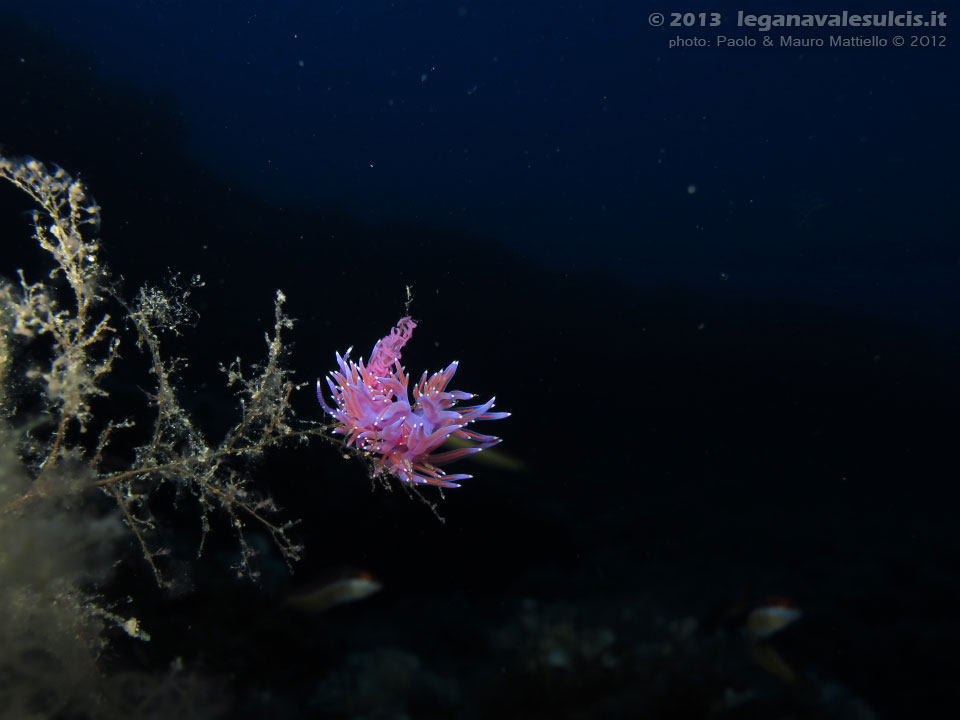 Porto Pino foto subacquee - 2012 - Due nudibranchi flabellina (Flabellina affinis) in accoppiamento