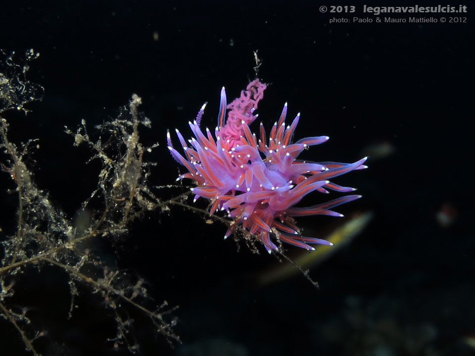 Porto Pino foto subacquee - 2012 - Due nudibranchi flabellina (Flabellina affinis) in accoppiamento