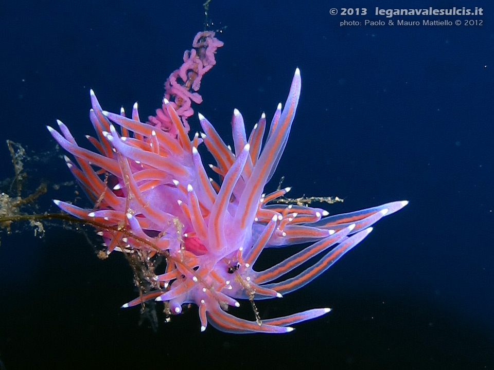 Porto Pino foto subacquee - 2012 - Due nudibranchi flabellina (Flabellina affinis) in accoppiamento