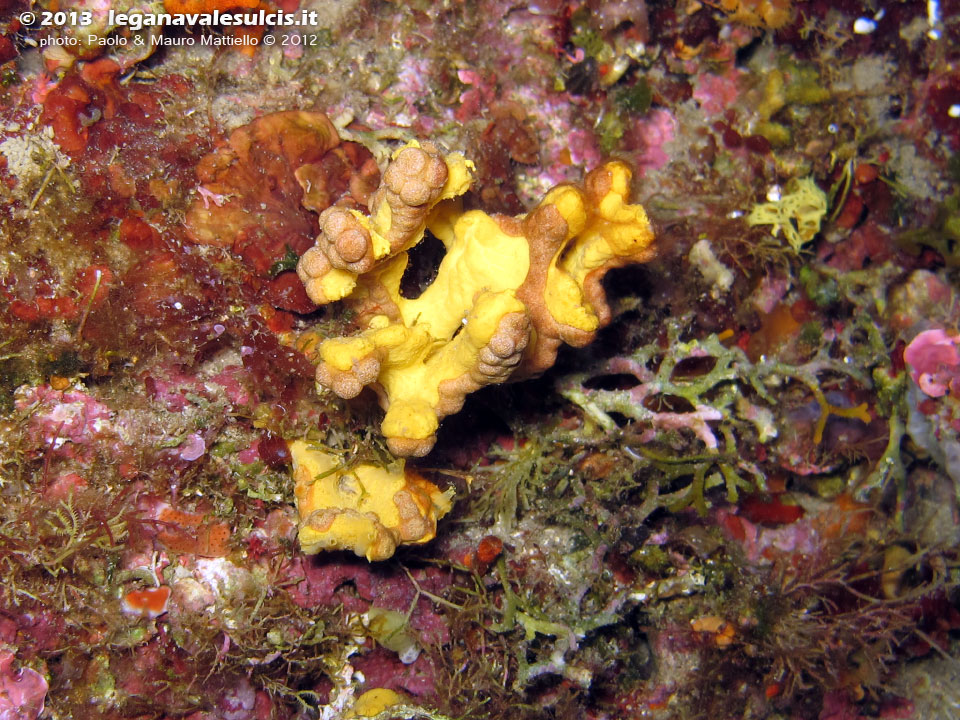 Porto Pino foto subacquee - 2012 - Spugna Axinella verrucosa
