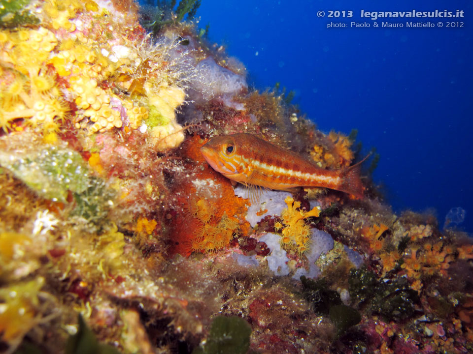 Porto Pino foto subacquee - 2012 - Comune perchia Serranus cabrilla