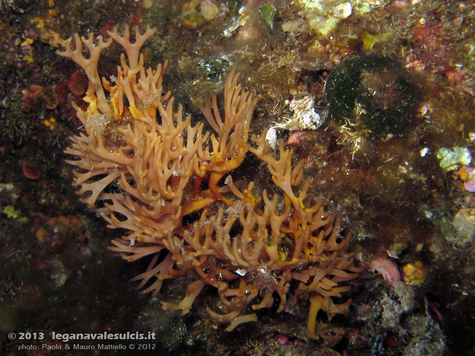 Porto Pino foto subacquee - 2012 - Alga Fauchea repens [?]