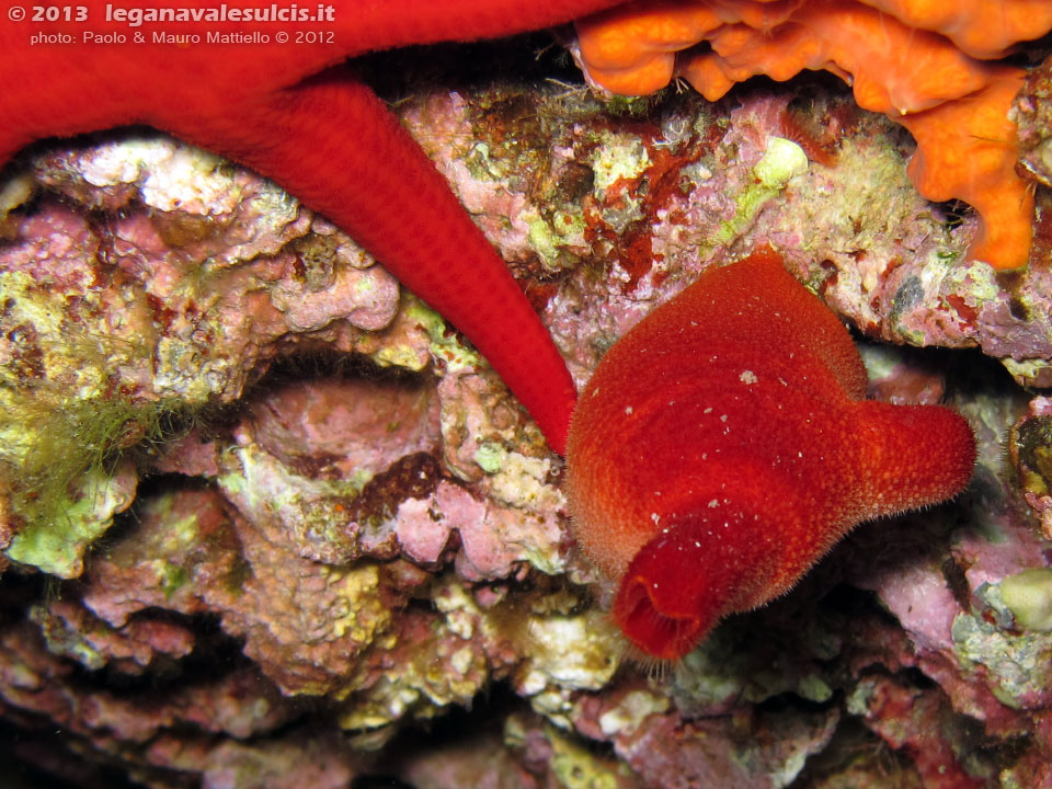 Porto Pino foto subacquee - 2012 - Ascidia Patata di Mare (Halocynthia papillosa)