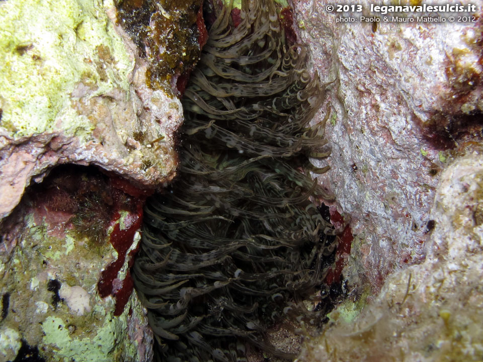 Porto Pino foto subacquee - 2012 - Anemone bruno (Aiptasia mutabilis)