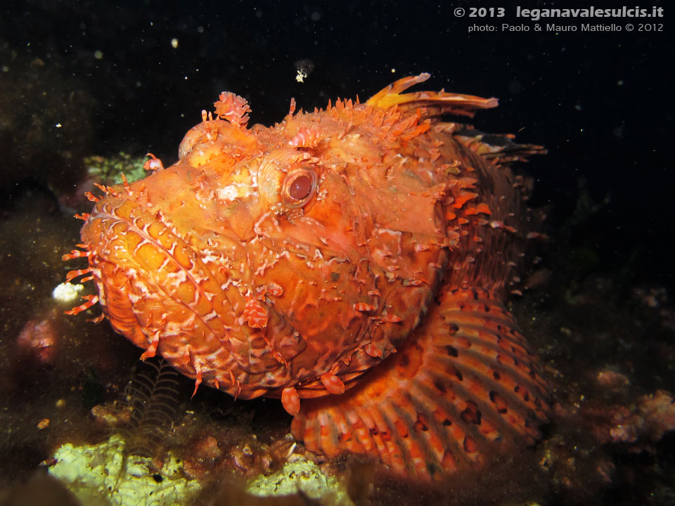 Porto Pino foto subacquee - 2012 - Grosso scorfano rosso (Scorpaena scrofa)