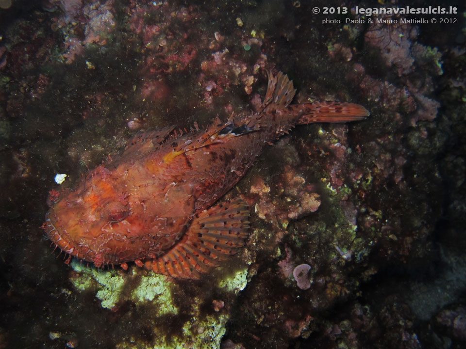 Porto Pino foto subacquee - 2012 - Grosso scorfano rosso (Scorpaena scrofa)