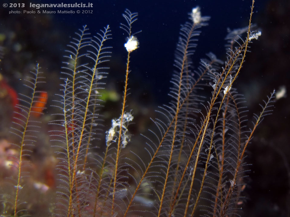 Porto Pino foto subacquee - 2012 - Idrozoi a piumetta (Eudendrium sp.a), cibo prediletto per molti nudibranchi