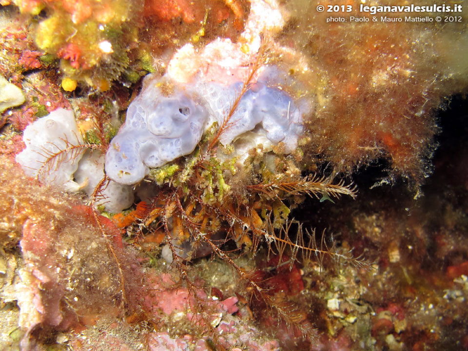 Porto Pino foto subacquee - 2012 - Un crinoide non molto frequente da queste parti, il giglio di mare (Antedon mediterranea)