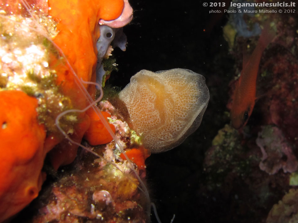 Porto Pino foto subacquee - 2012 - Ascidia aplidio (Aplidium elegans)