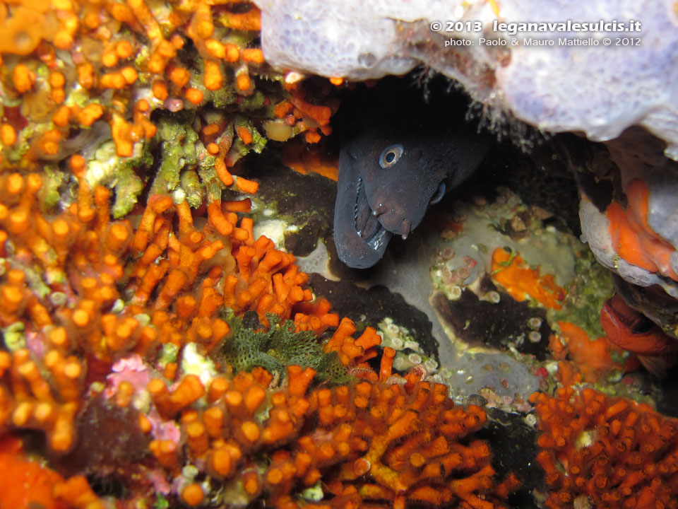 Porto Pino foto subacquee - 2012 - Murena (Muraena helena) e falso corallo (Myriapora truncata)