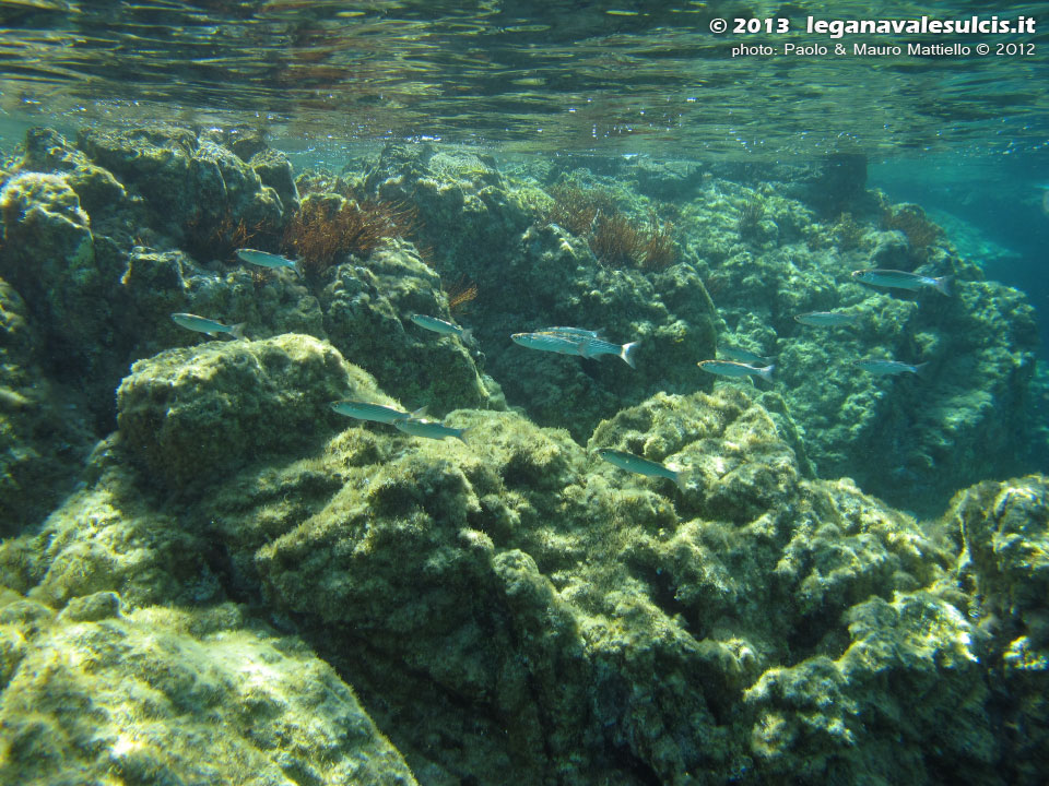 Porto Pino foto subacquee - 2012 - Piccoli muggini (Mugil cephalus) a pelo d'acqua