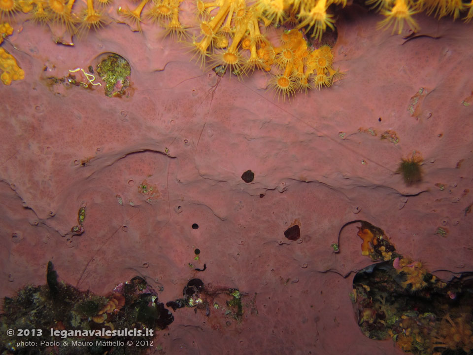 Porto Pino foto subacquee - 2012 - Spugna incrostante Hexadella racovitzai e margherite di mare (Parazoanthus axinellae)