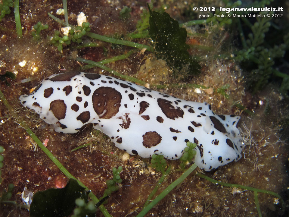 Porto Pino foto subacquee - 2012 - Nudibranco Vacchetta di mare (Discodoris atromaculata)